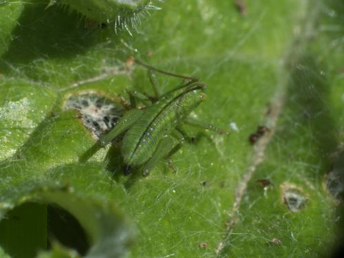 Réf. 281 078 : Tettigonia viridissima